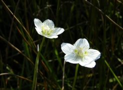 Grass of Parnassus, Craig Hill