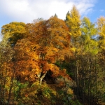 autumn-colours-assel-stinchar-valley-021