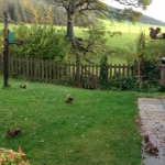 squirrels