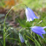 Bluebells, Garnaburn