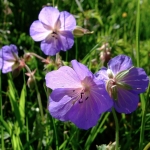 Cranesbill, Poundland riverbank
