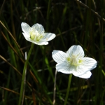 Grass of Parnassus, Craig Hill