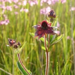 Marsh Cinquefoil, Craig Hill