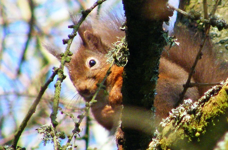 Stinchar Valley Red Squirrels